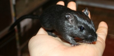 Karo