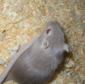 Rimmu-Ronja