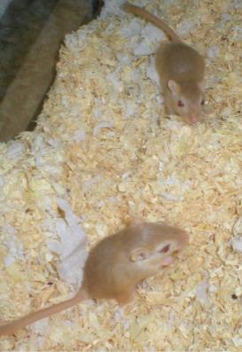 Toinen on Puu (veli) ja toinen Tiina