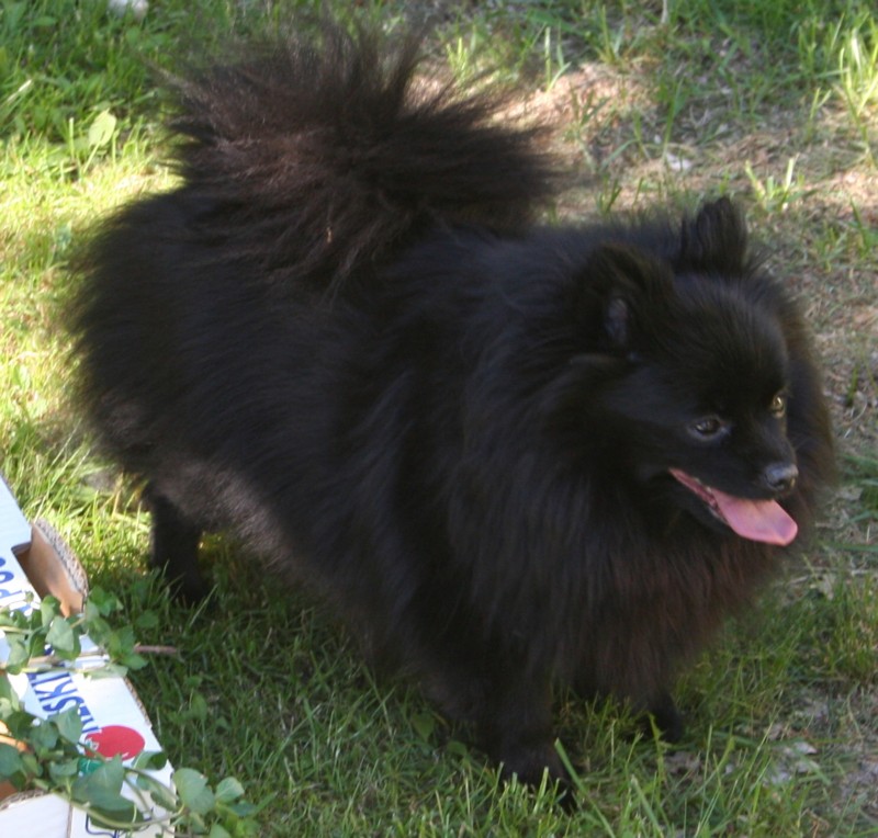 Ronja etuviisto ulkona