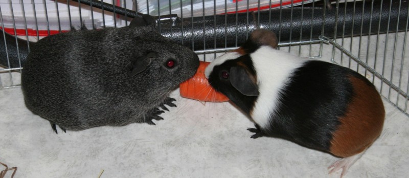 Titania ja Tinja 25 huhtikuuta