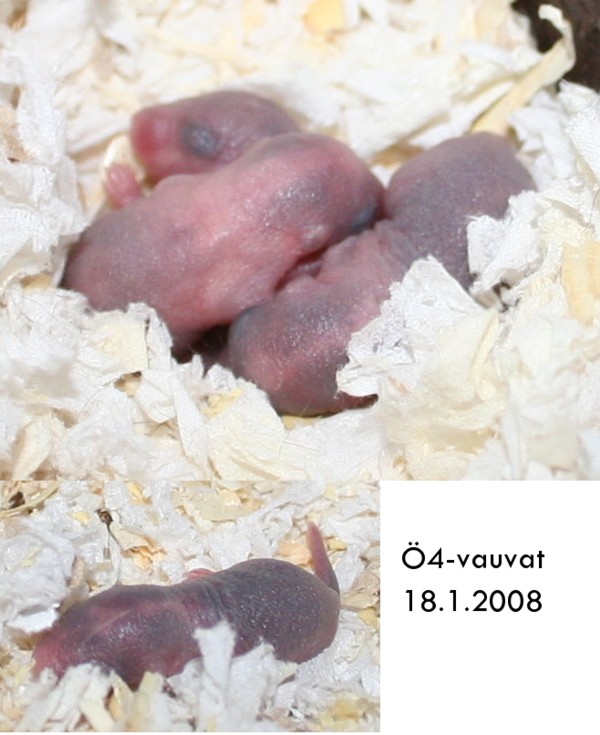 &Ouml;4-vauvat