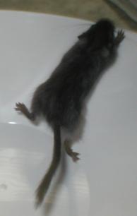 &Auml;k&auml;pussi (Pussi) 6 vkoa