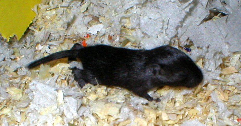 R2-black 13 vrk 5.5.2006