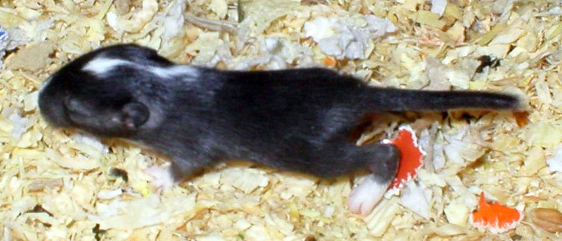 R2-batched 13 vrk 5.5.2006