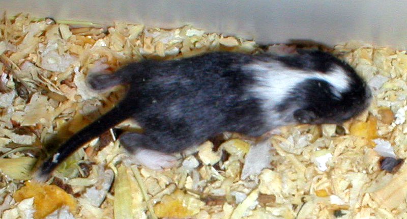 R2-pied 13 vrk 5.5.2006