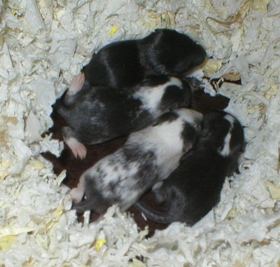 R2-poikaset 8 vrk 30.4.2006