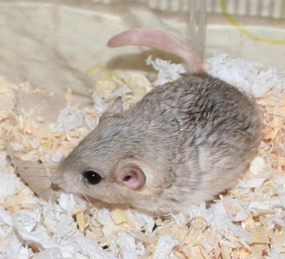 Nova boxissa